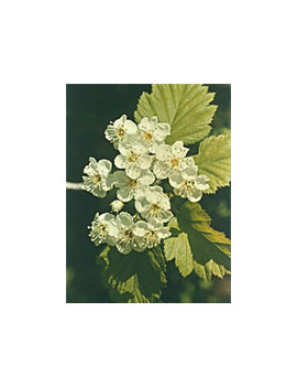 TSA CRATAEGUS OXYCANTHIA 50ML