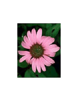 TSA ECHINACEA ANGUSTIFOLIA50ML