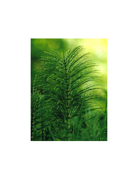 TSA EQUISETUM ARVENSE 50ML