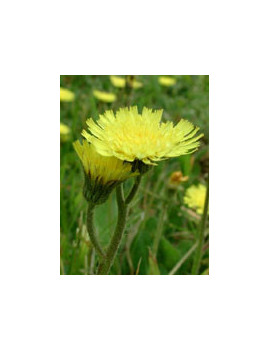 TSA HIERACIUM PILOSELLA 50ML