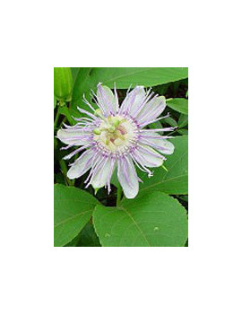 TSA PASSIFLORA INCARNATA 50ML