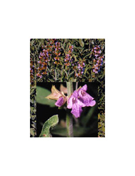 TSA SALVIA OFFICINALIS 50ML