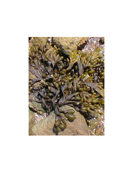 TSA FUCUS VESICULOS 50ML